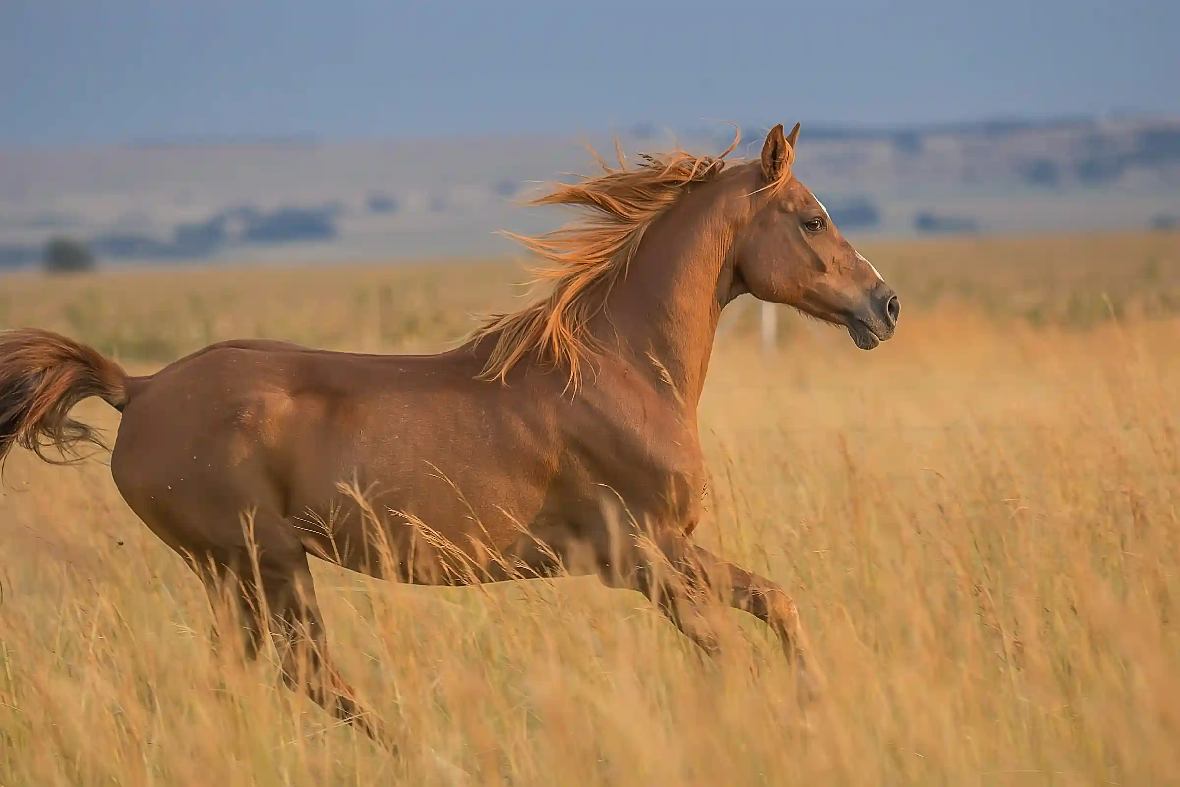 Rudos spalvos arklys bėgantis laukuose.